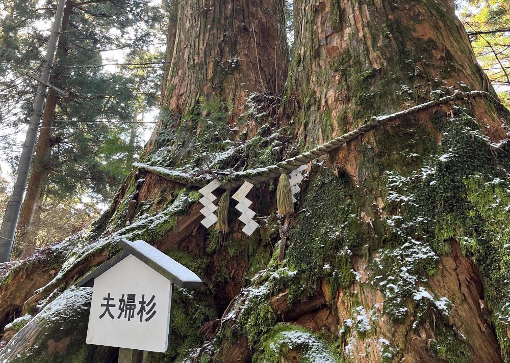 葛木神社夫婦杉