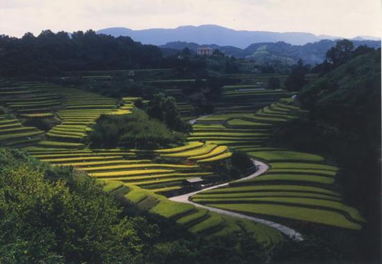 下赤阪の棚田の風景:千早赤阪村ホームページへ