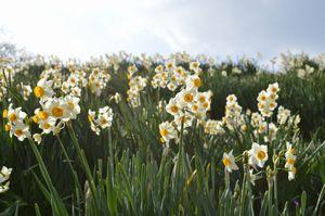 白い花が満開に咲いている沢山のスイセンの写真
