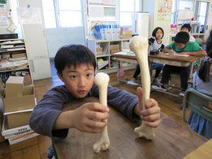 子供が一つ短いの骨と長い骨を比べている写真