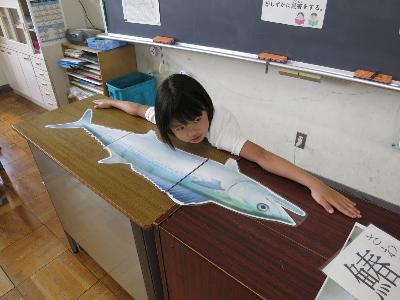 鰆の実物大イラストとと手の長さを比べる小学2年生