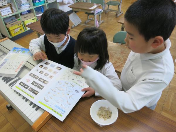 パンフレットでチリメンモンスターを探す赤阪小学校1年生