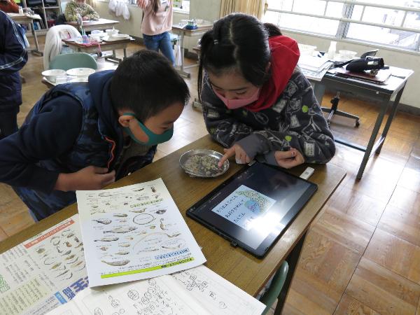 チリメンモンスターの種類を判別しようとしている千早小吹台小学校4年生