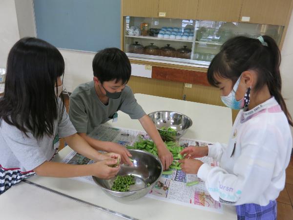 えんどう豆のさやをむく、千早小吹台小学校3年生