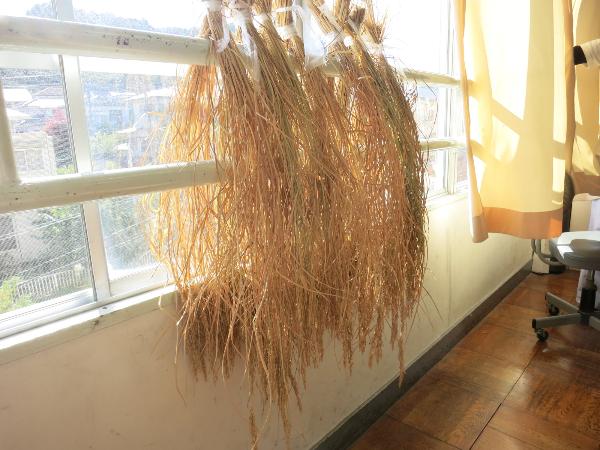 収穫した稲が窓際に干されている様子
