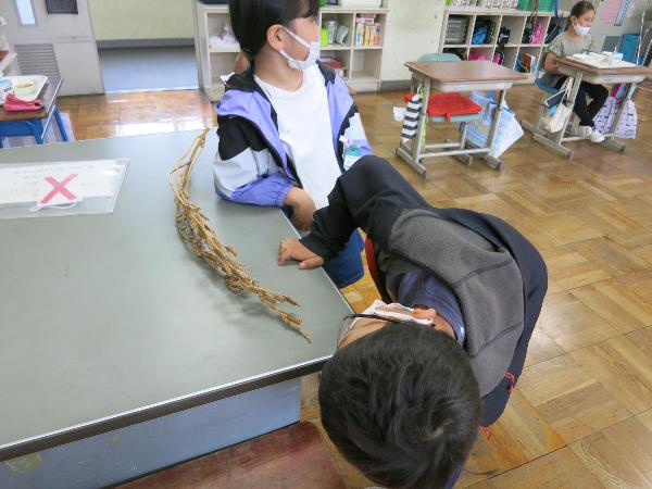 ごまのさやのなかをのぞく千早小吹台小学校3年生