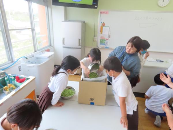 むいた豆を集める赤阪小学校3.4年生