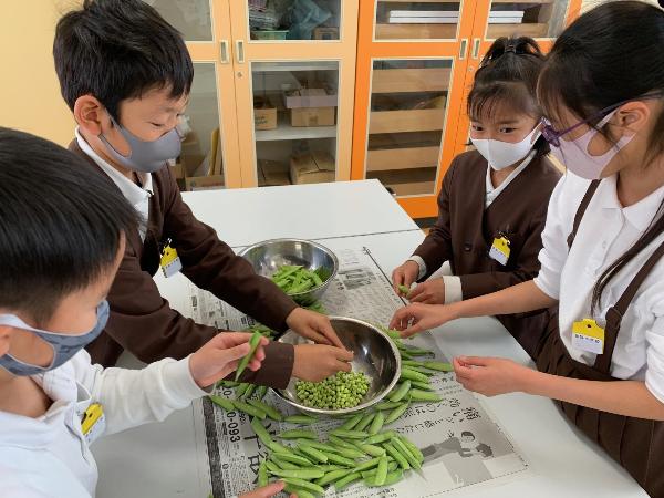 豆の観察をしながらさやむきをする、赤阪小学校4年生