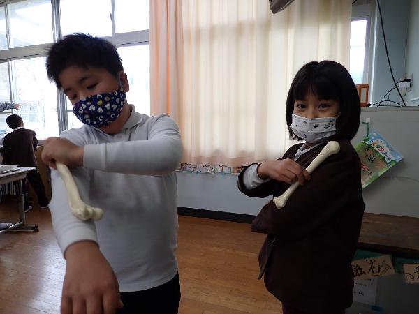 骨の模型で、大人の骨と子どもの骨を比べている赤阪小学校3年生