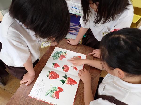 いちごの絵本で、花や実を確認する赤阪小学校2年生