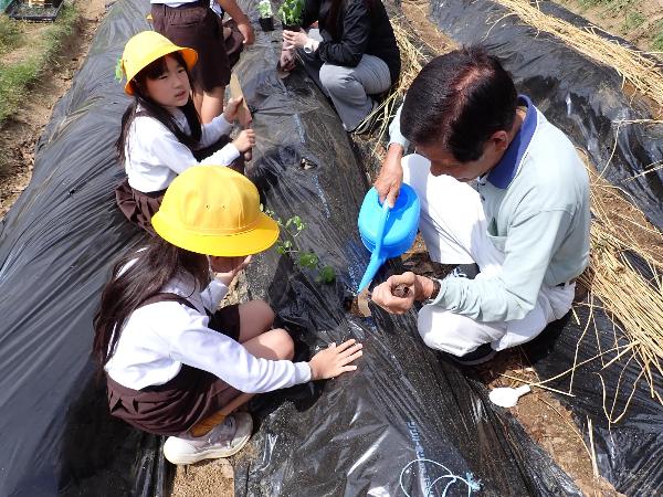 黒マルチをかぶせた畝に苗を植えようとする2年生