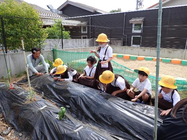 枝豆とトウモロコシの種を植える2年生