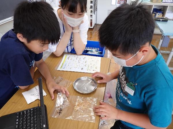 チリメンモンスターの種類を調べる千早小吹台小学校4年生