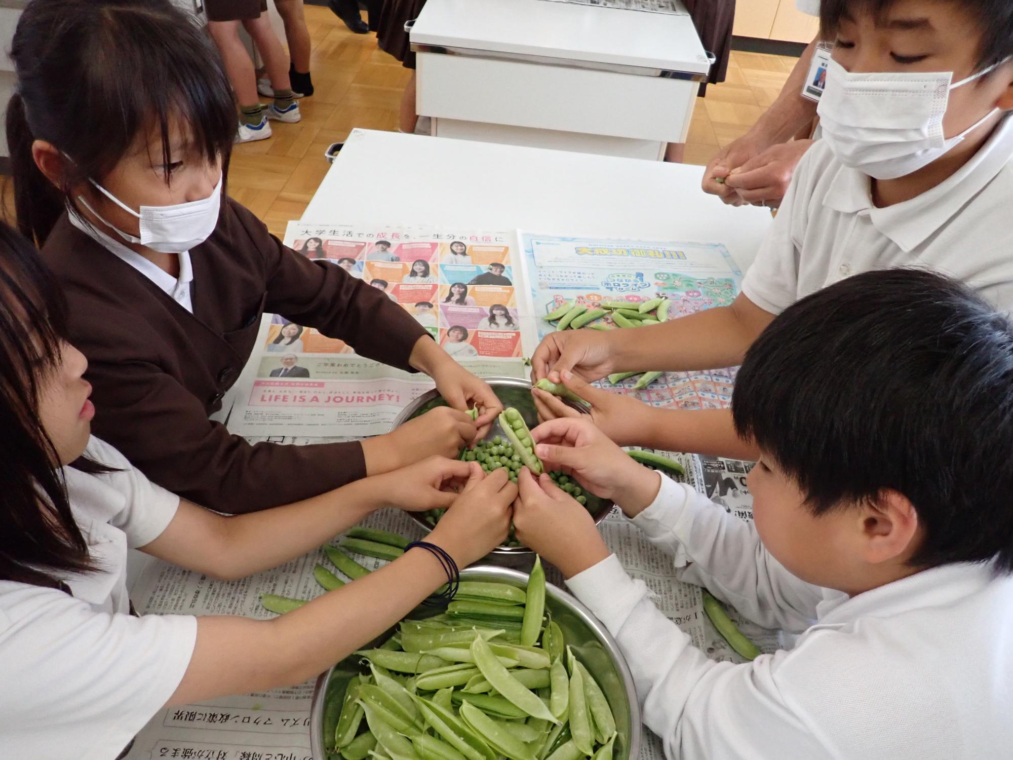えんどう豆のさやむき活動