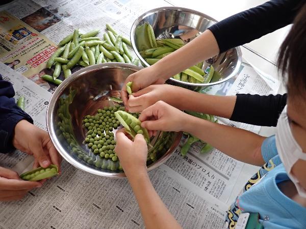 さやや豆の状態を確かめる千早小吹台小学校3.4年生