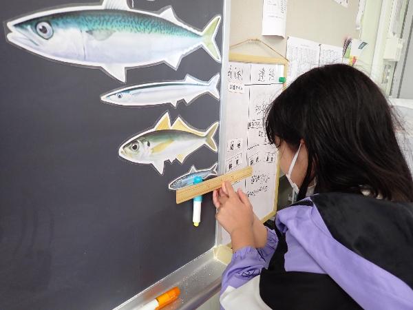 魚の大きさを測ってみる千早小吹台小学校4年生
