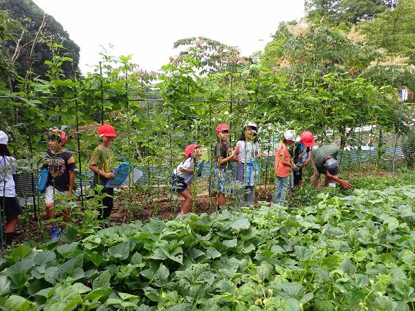 畑を見学させてもらう千早小吹台小学校3年生