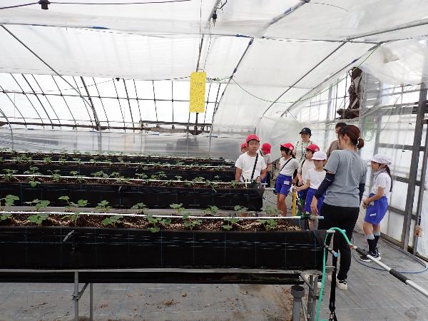ハウス内のイチゴの苗を見せてもらう赤阪小学校3年生