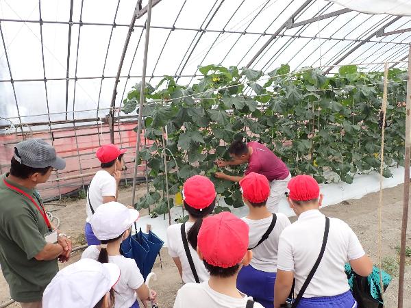 メロンの説明を聞く赤阪小学校3年生