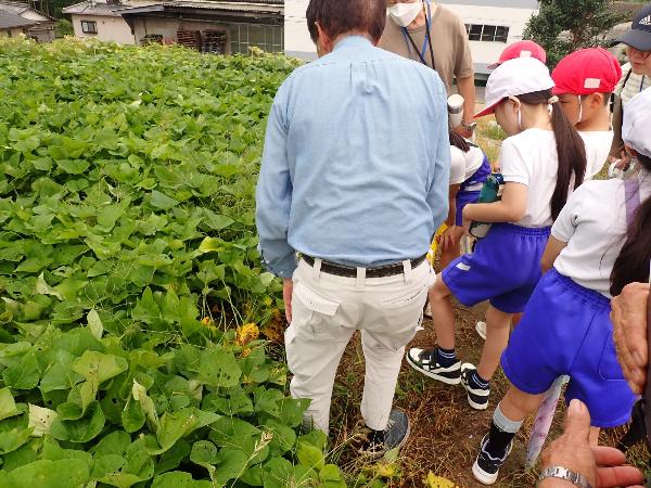 さつまいもの説明を聞く赤阪小学校3年生