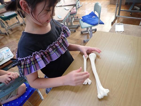 子どもの骨の模型と大人の骨の模型を比べる千早小吹台小学校3年生