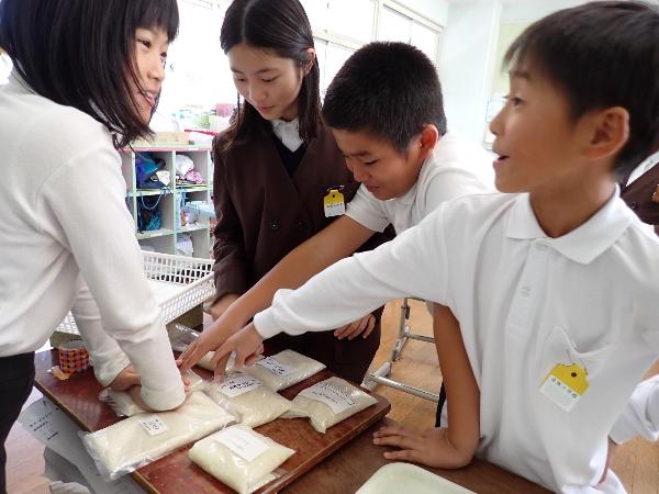 新米のサンプルを見比べる赤阪小学校5年生